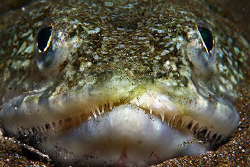 Lizardfish portrait. by Miguel Cortés 